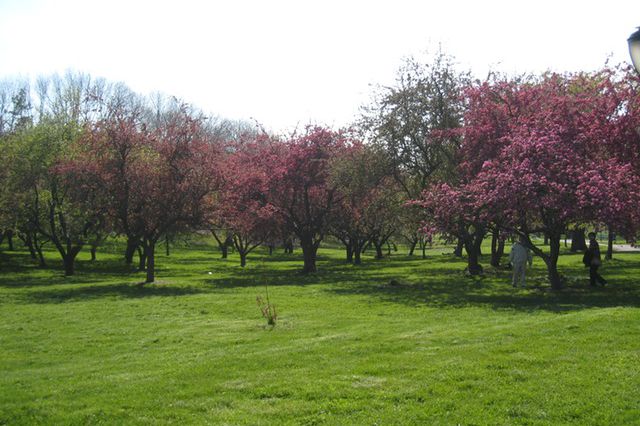 The Brew Fest will take place in the arboretum, beneath the shade of the flowering trees
